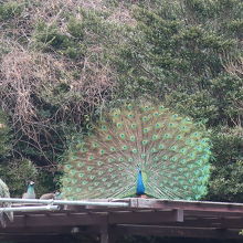 くじゃくがすぐ近くに