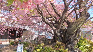 各地で咲く河津桜の源