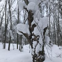 ホテル周辺のブナ林