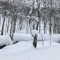 ブナ林散策中、川のある方向へ滑り台