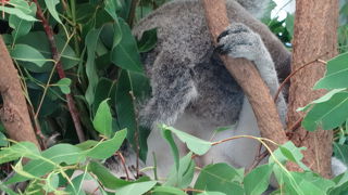 コアラを抱いて写真撮影