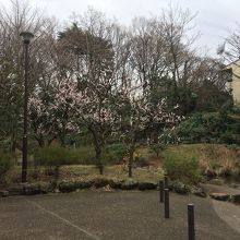 まもなく桜の季節がやってくる。