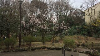 春にはまだ遠いけど