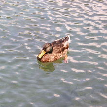 梓川で見たマガモ♂