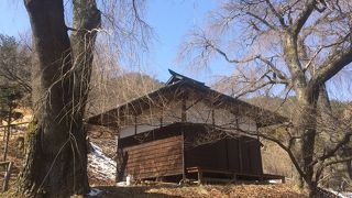 しだれ桜がある