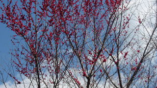  須磨浦公園にある旗振山に登りました