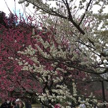 偕楽園の梅です。