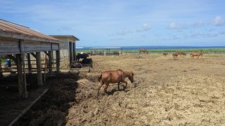 希少な宮古馬