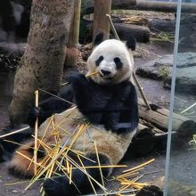 お父さんパンダのリーリーは笹を食べていました