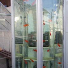大和三城ハイクで郡山金魚資料館に行きました By Zenkyou01 郡山金魚資料館のクチコミ フォートラベル 大和三城ハイクで郡山金魚資料館に行きました By Zenkyou01 郡山金魚資料館のクチコミ フォートラベル