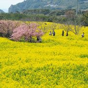 わんこ連れも楽しめる黄色いお花見♪