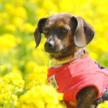 ワンコが可愛く撮れますよ