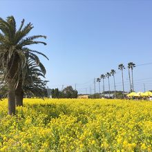 菜の花×ヤシの木という異色の組み合わせ