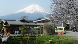 4月に訪れたら、日本を代表するような風景（富士山＆桜）が見られました～！