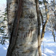 ヒグマの爪痕