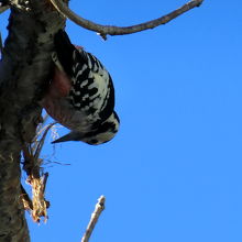 エゾオオアカゲラ！