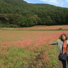 看板とは異なり２色の絨毯になっていました。遅かったか。