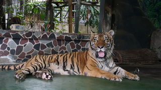 古いタイプの動物園だが、サプライズあり