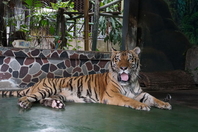 古いタイプの動物園だが、サプライズあり