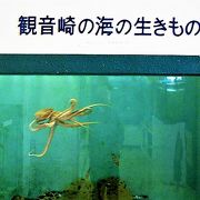 水槽で`地元産の真タコ`を！