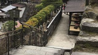 龍の髯のように長く伸びる松