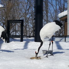 ガラス越しですがきれいに見えます