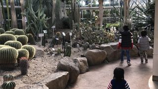 アスレチックにスケートができる