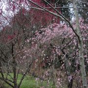 近江富士（三上山）登山の下山途中に花緑公園に寄りました