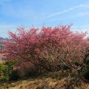 河津桜の有名スポット