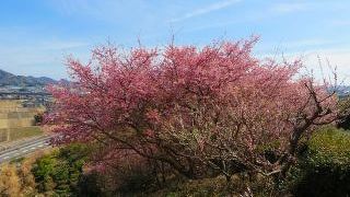 河津桜の有名スポット