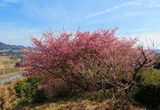 河津桜の有名スポット