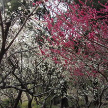 保久良神社の梅