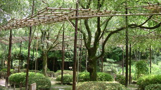 八重紅しだれ桜