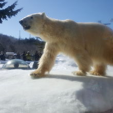 近くで見ることができます。