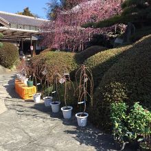 梅の苗木も販売