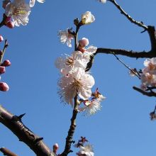 公園内の梅