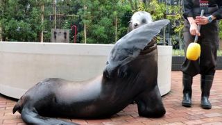 エプソン品川アクアパーク　バロン君のアシカショー