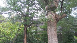 鶴岡八幡宮の境内にあります☆