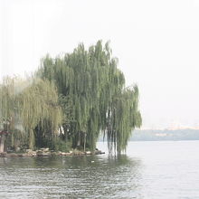 西湖の風景
