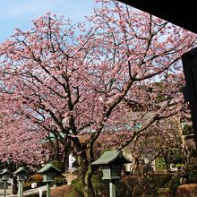 安行桜、満開です