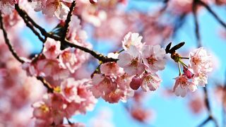 蜜蔵院の安行桜、見頃を迎えています／2018