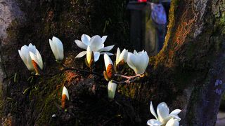 夕闇に浮かび上がる白木蓮が印象的