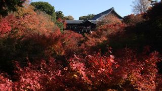 これを見ないで京都の紅葉を語ることはできません