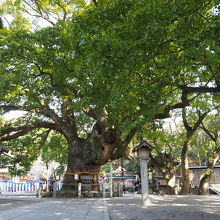 楠の御神木