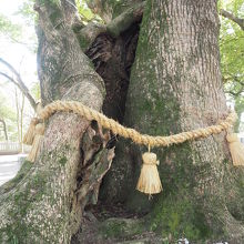 樹齢１０００年　いかにもパワーがあふれている感じ