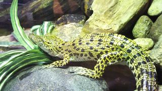 ワニを見学する