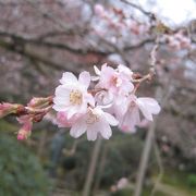 秋に咲く桜