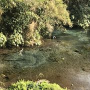 富士山の湧き水・柿田川