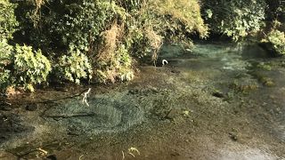 富士山の湧き水・柿田川