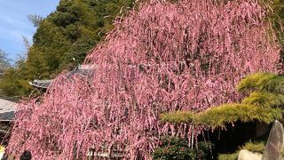見事な枝垂れ梅の大樹